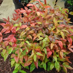 Nandina ‘Blush Pink‘ Nandina ‘Blush Pink‘