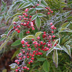 Nandina domestica