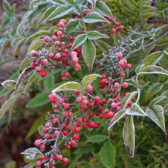 Nandina domestica Nandina domestica