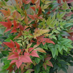 Nandina ‘Gulstream‘