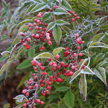 Nandina – rastlina pre zimný efekt