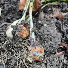 napadnuté cibule tulipánov