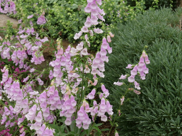náprstník | Digitalis minor