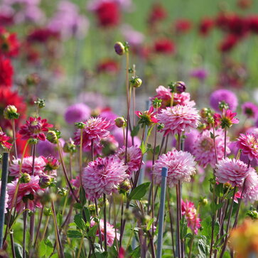 Nastáva čas georgín