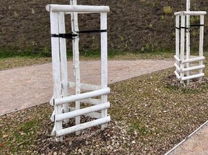 natreté kmene bielou farbou - verejný priestor