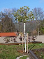 natretý kmeň bielou farbou - súkromná záhrada