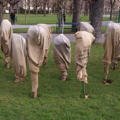 ochrana stromkových ruží