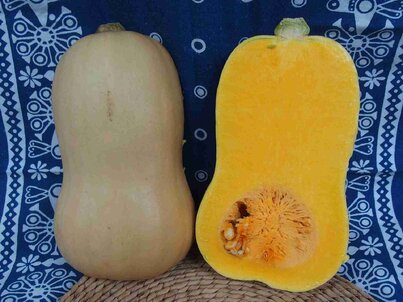 odroda tekvice Butternut