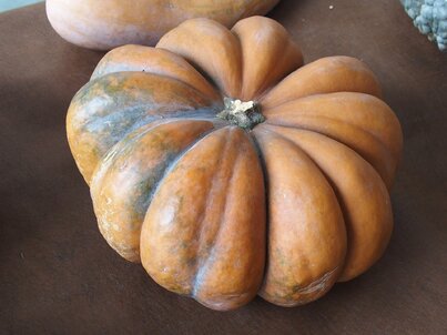 odroda tekvice Musque de Provence