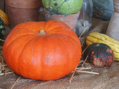 odroda tekvice Rouge Vif d´Etampes