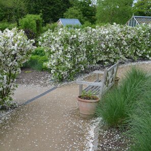 okrasná jabloň - Malus Evereste