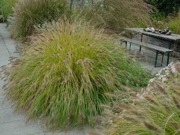 Okrasná tráva perovec (pennisetum)