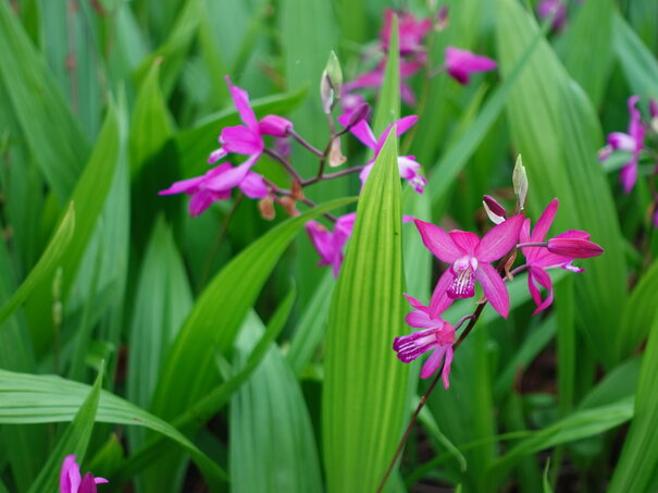 orchidea Bletilla