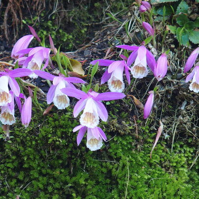 orchidea Pleione na machovej skale