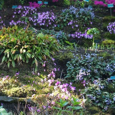 orchidea Pleione na machovej skale