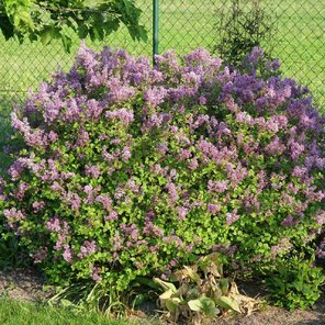 orgovan mayerov krik