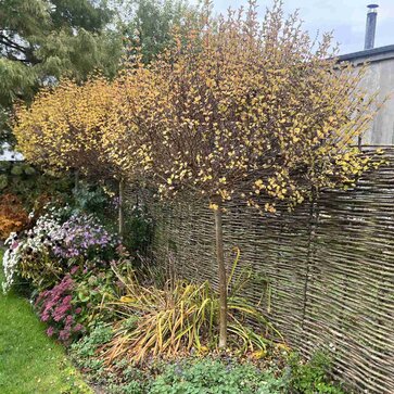 Orgován Mayerov ‘Palibin‘