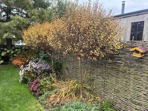 orgván mayerov palibin