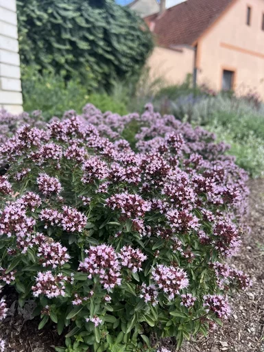 Origanum