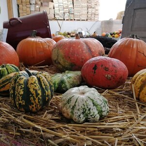 ozdobné aj jedlé dyne