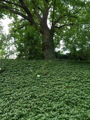 Pachysandra terminalis