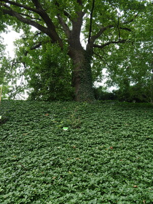 Pachysandra terminalis