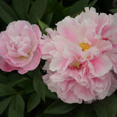 Paeonia ‘Alexander Fleming‘ Paeonia ‘Alexander Fleming‘