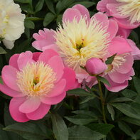 Paeonia ‘Bowl of Beuty‘