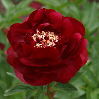 Paeonia ‘Buckey Belle‘
