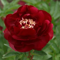 Paeonia ‘Buckey Belle‘ Paeonia ‘Buckey Belle‘