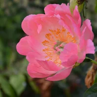 Paeonia ‘Coral Sunset‘ Paeonia ‘Coral Sunset‘