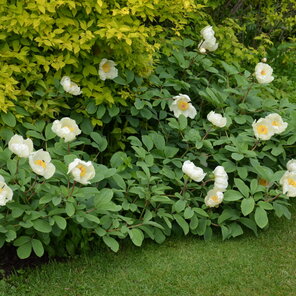 Paeonia mlokosewitchii