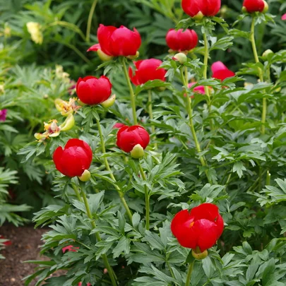Paeonia peregrina ‘Sarah Smith‘ Paeonia peregrina ‘Sarah Smith‘