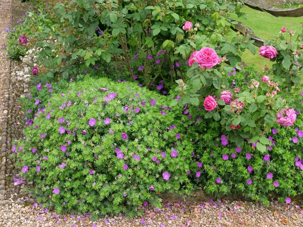 pakosta-geranium pakosta-geranium