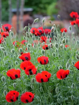 papaver commutatum