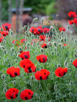 papaver commutatum