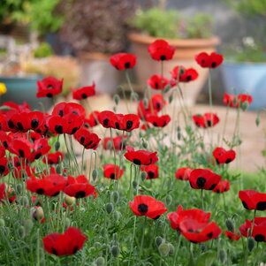 Papaver commutatum ‘Ladybird‘