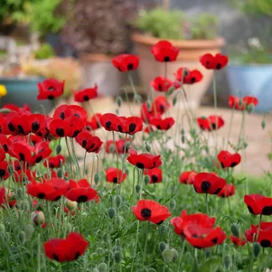 Papaver commutatum ‘Ladybird‘ Papaver commutatum ‘Ladybird‘