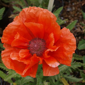 Papaver orientale ‘Cedar Hill‘