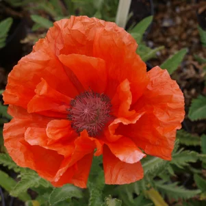 Papaver orientale ‘Cedar Hill‘ Papaver orientale ‘Cedar Hill‘