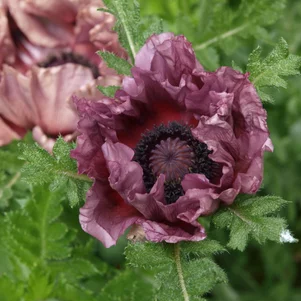 Papaver orientale ‘PATTY‘S PLUM‘ Papaver orientale ‘PATTY‘S PLUM‘