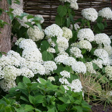 Pár poznámok k rezu hortenzie stromčekovitej a hortenzie metlinatej