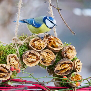 Pár rád pre kŕmenie drobného vtáctva na záhradách