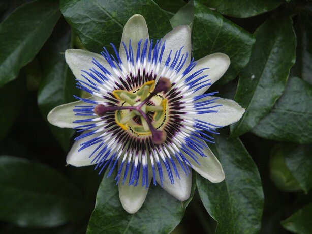 Passiflora caerulea