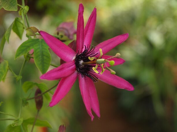 Passiflora ‘Galaxy‘
