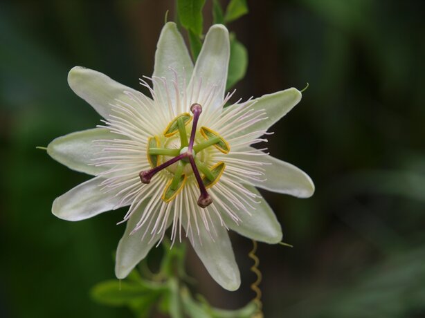 Passiflora ‘White Wedding‘