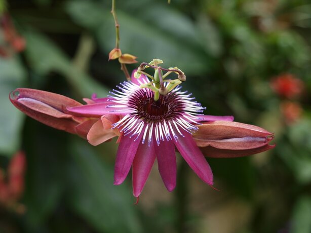 Passiflora x violacea