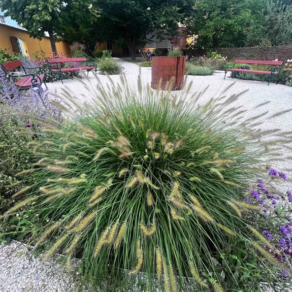 Pennisetum alopecuroides Pennisetum alopecuroides