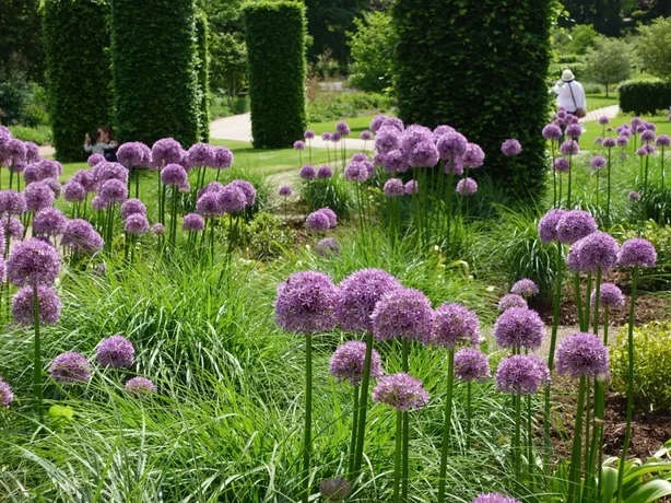 Pennisetum alopecuroides - jarný aspekt, spolu s okrasnými cesnakmi