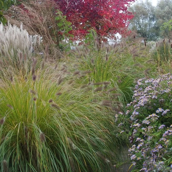 Pennisetum alopecuroides v jesenom období Pennisetum alopecuroides v jesenom období